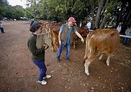 Miembros del jurado de la feria valorando el ganado vacuno participante.