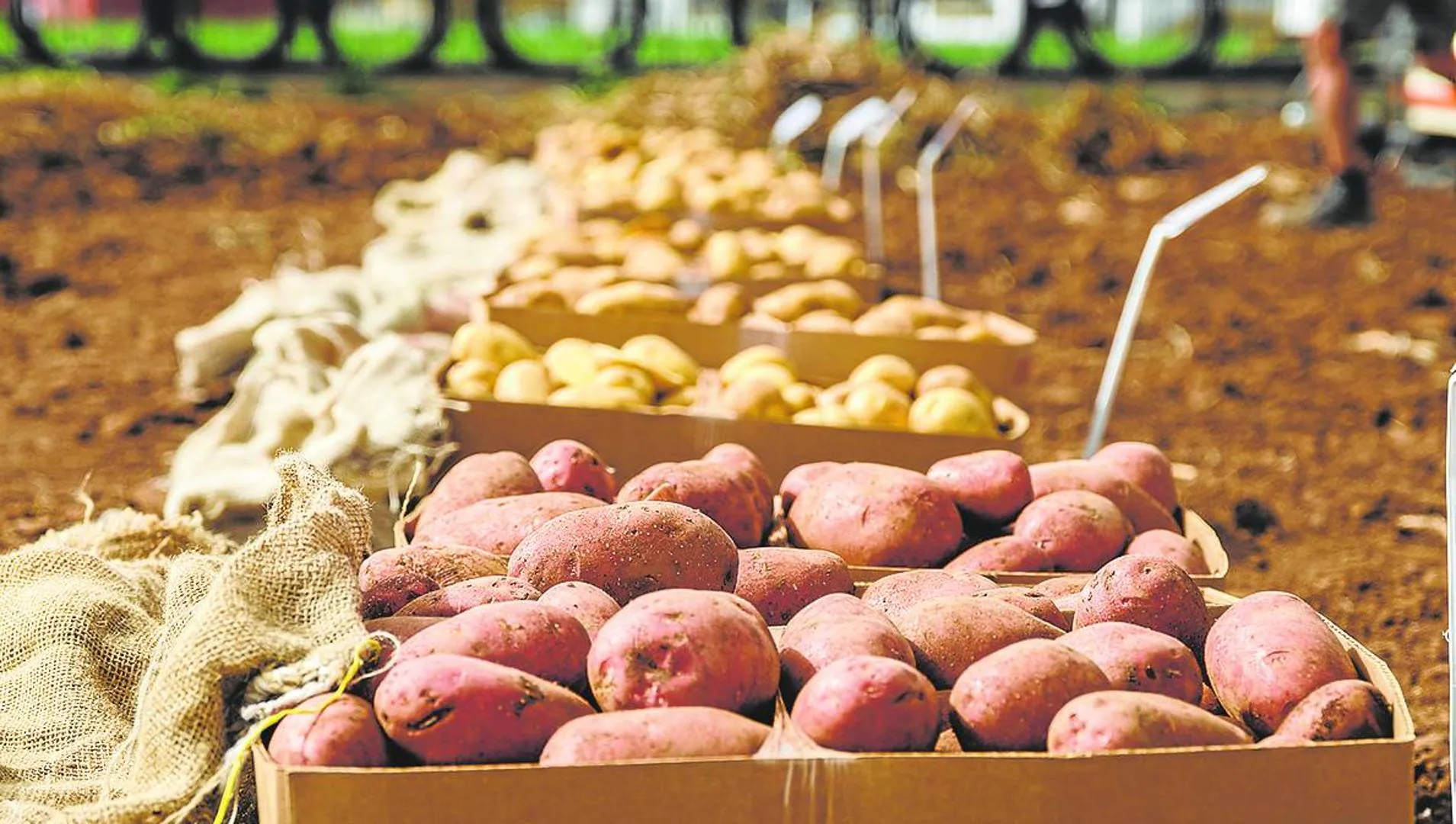 The price of potatoes shoots up 60% in a week despite the arrival of the product