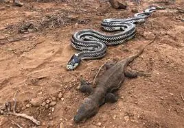 Un lagarto gigante de Gran Canaria regurgitado por una serpiente de California.