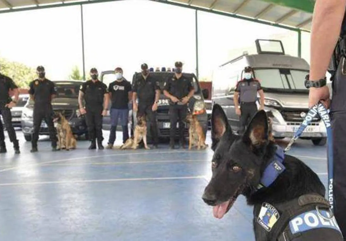 Perros policía ayudan a detener a dos hombres por tráfico de drogas en Canarias