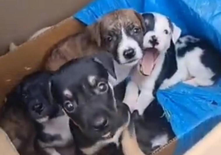 Abandonan a ocho cachorros dentro de una caja en un solar de Vecindario