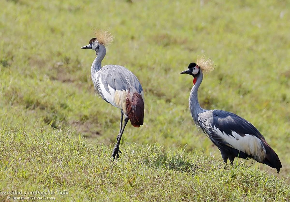 Es la primera vez que consigue una reproducción de estas aves, gracias a los expertos de este centro.