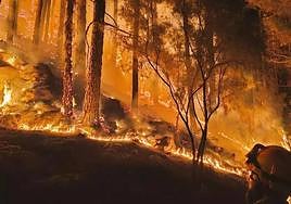 Bomberos enfrentándose al fuego declarado en Tenerife el pasado 15 de agosto.