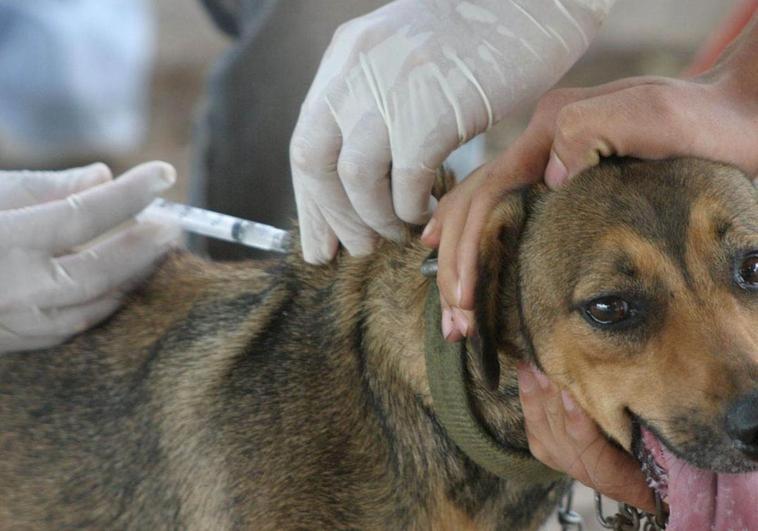 Campaña de vacunación canina en Puerto del Rosario
