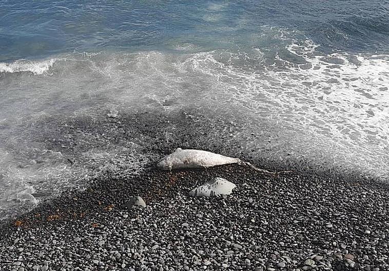 El cuerpo del cachalote encontrado en Moya.