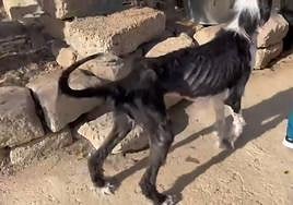 Imágenes de uno de los perros en estado grave.