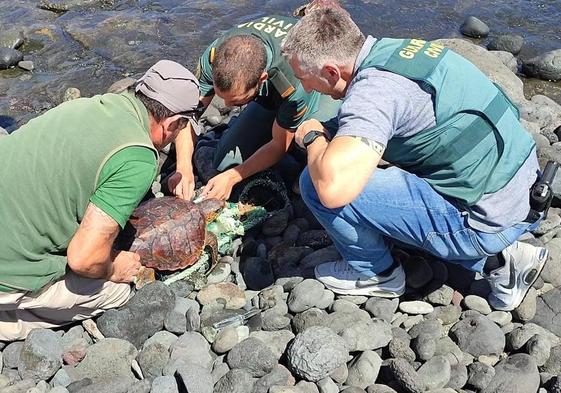 La Guardia Civil rescata dos tortugas en Jinámar