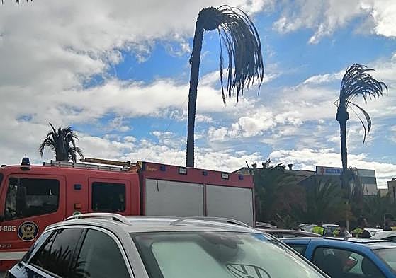 Imagen de los ejemplares que murieron en El Sebadal.