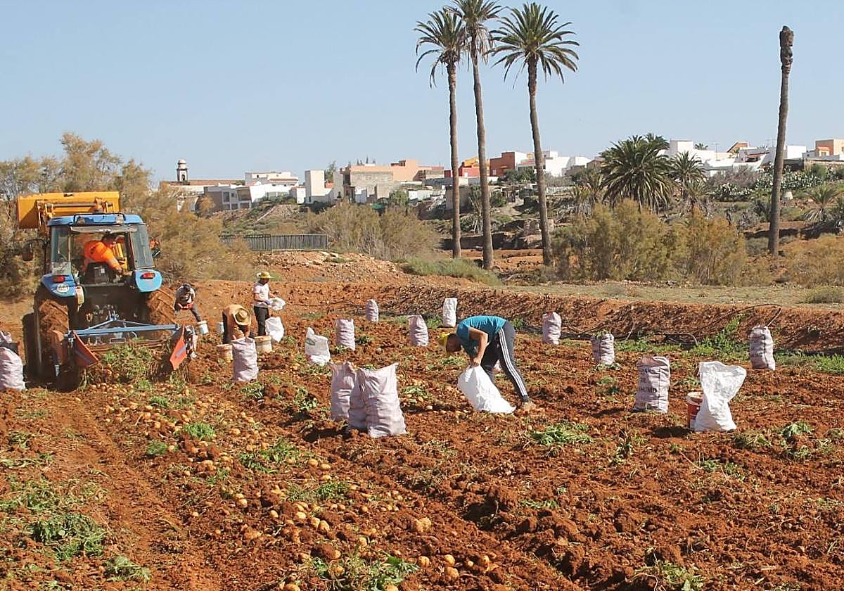 Imagen de archivo de la recogida de papa.
