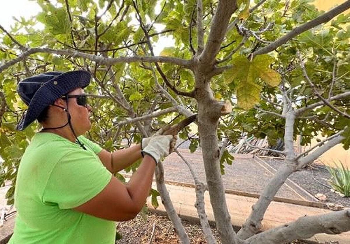 Una alumna-trabajadora del PFAE La Tabaiba poda una higuera en un colegio capitalino.