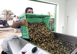 Nueva línea de producción de aceite de oliva, gracias al Cabildo