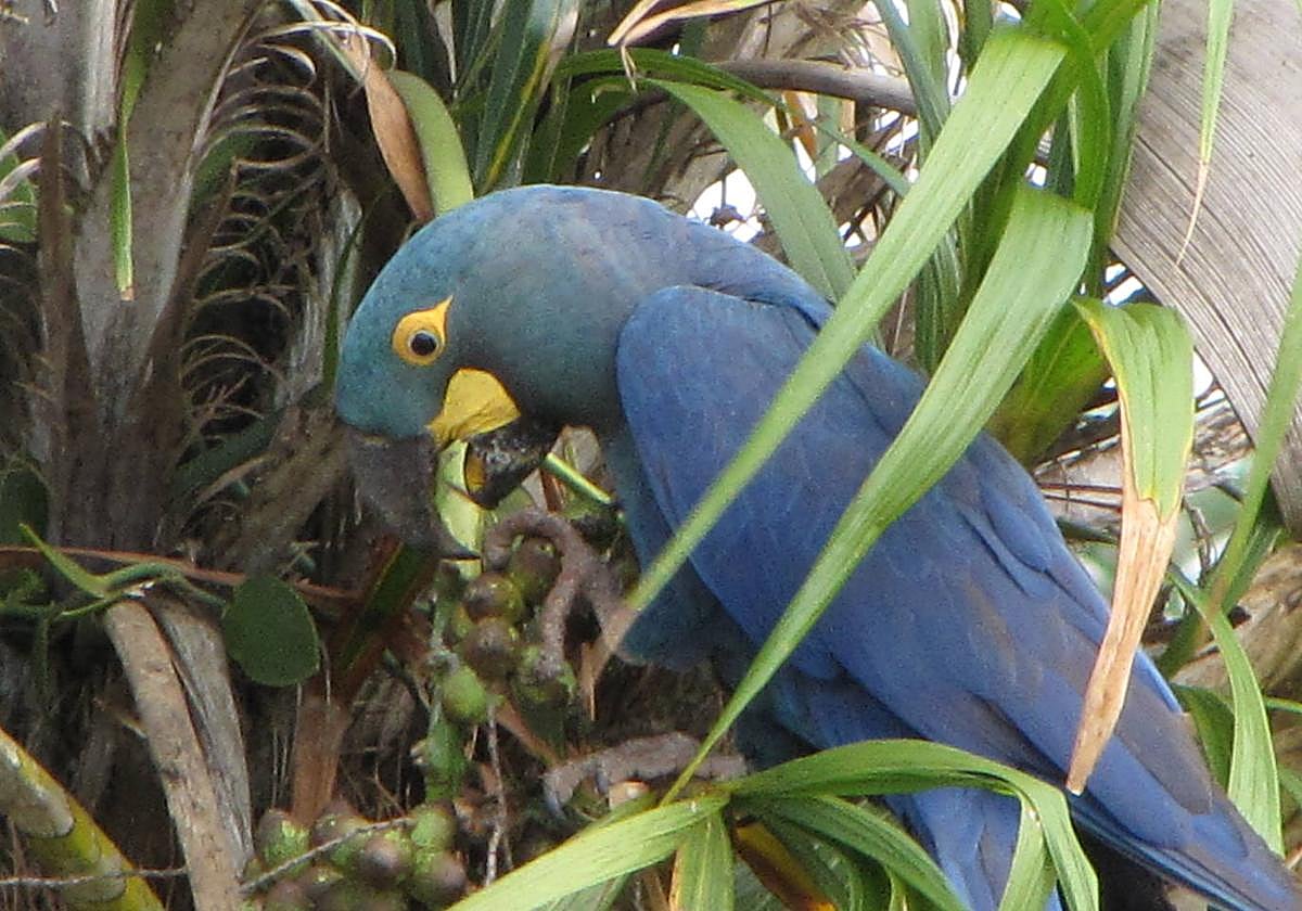 Anodorhynchus leari.