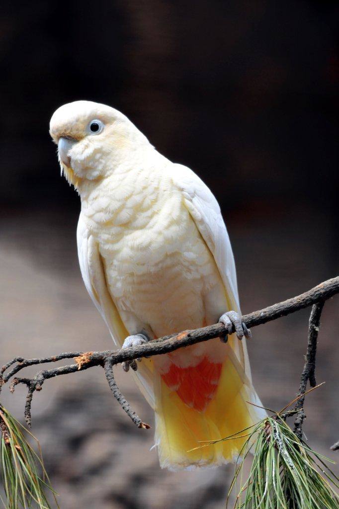 Cacatua Filipina.