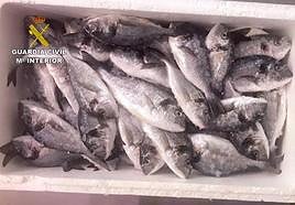 Imagen de pescado incautado por la Guardia Civil.
