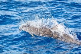 Avistan por primera vez delfines de Fraser en aguas de Lanzarote y Fuerteventura