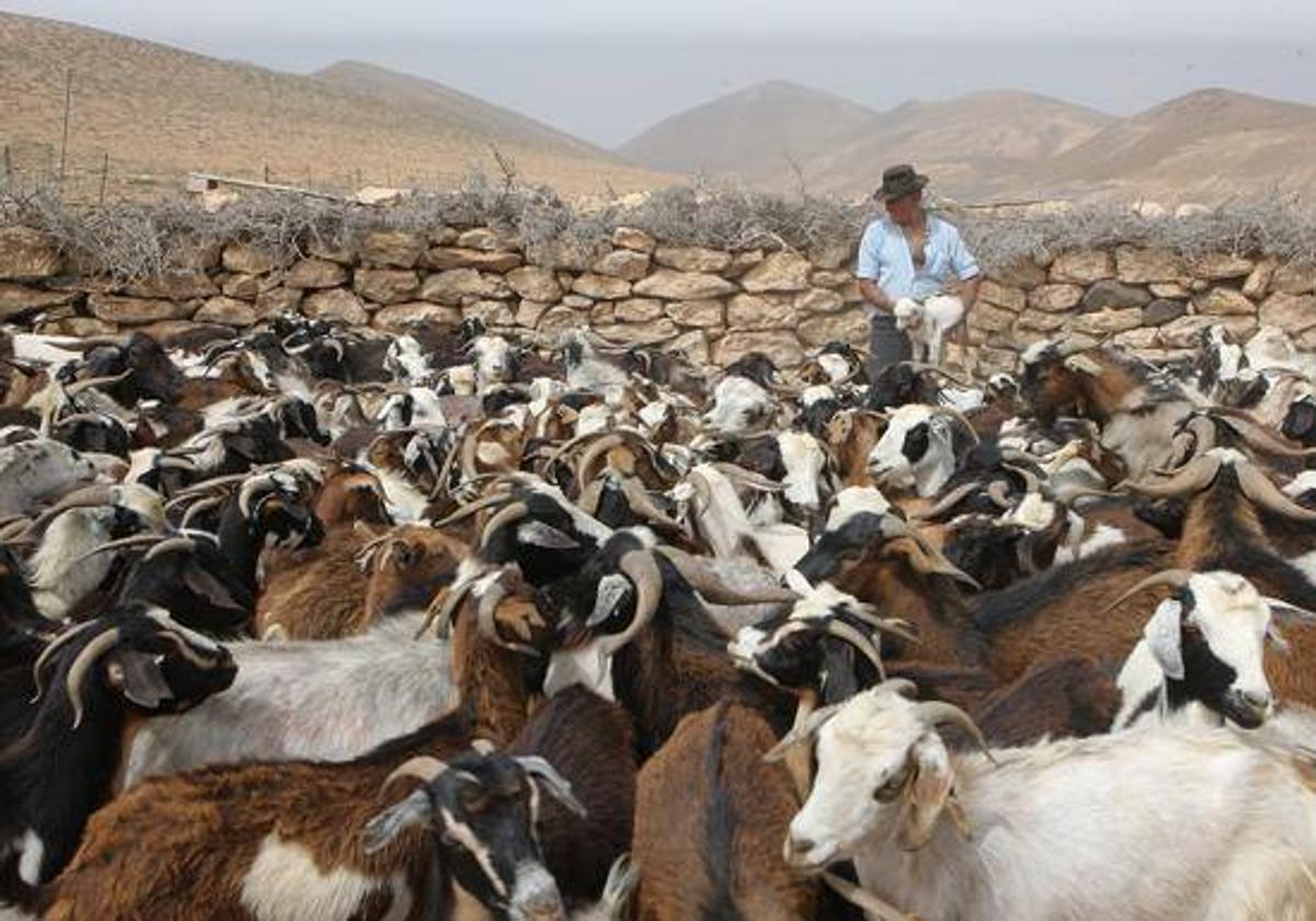 Los esclavos moriscos se dedicaban a la ganadería y la agricultura fundamentalmente. En la imagen, apañada en Pecenescal, en el municipio de Pájara.