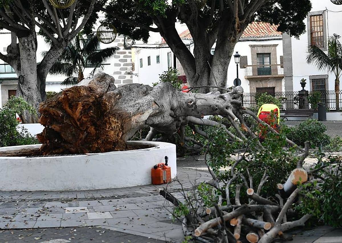 Imagen secundaria 1 - Se desploma uno de los laureles de India centenarios en Telde