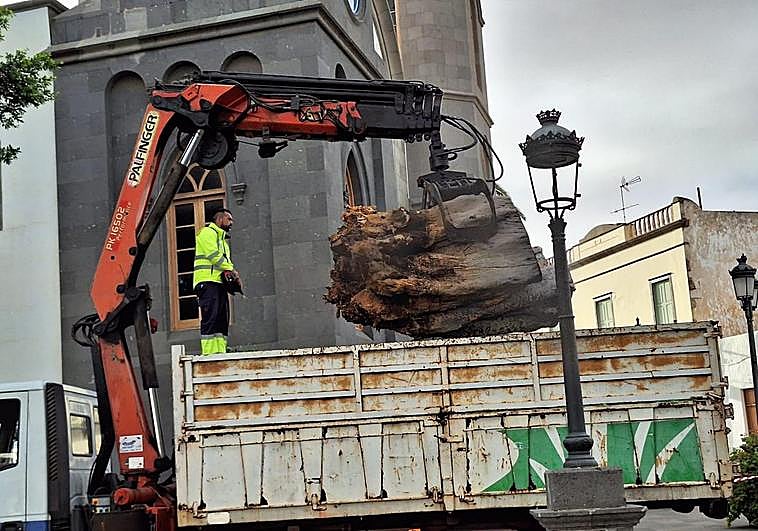 El árbol se desplomó la noche de este martes.