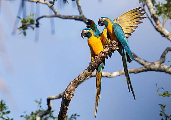 Una fundación española realiza una inversión de 1,6 millones para paliar los efectos de la sexta extinción