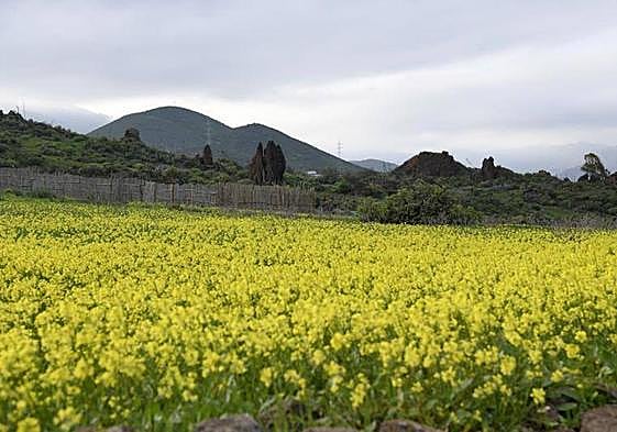 Vista de archivo del campo de volcanes de Rosiana, en el municipio de Telde.