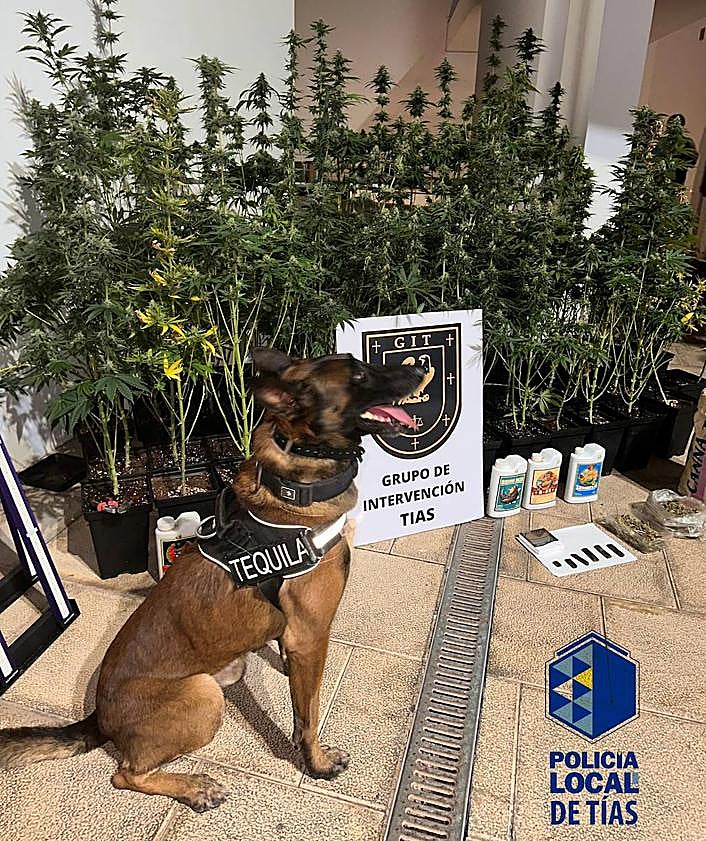 Imagen secundaria 2 - Desmantelan un local de cultivo de marihuana en Puerto del Carmen