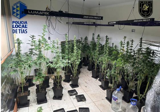 Desmantelan un local de cultivo de marihuana en Puerto del Carmen