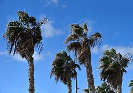 El viento seguirá soplando con fuerza en las islas.