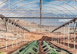 Ayagaures Medio Ambiente obtiene un compost sin malos olores a partir de gallinaza y poda