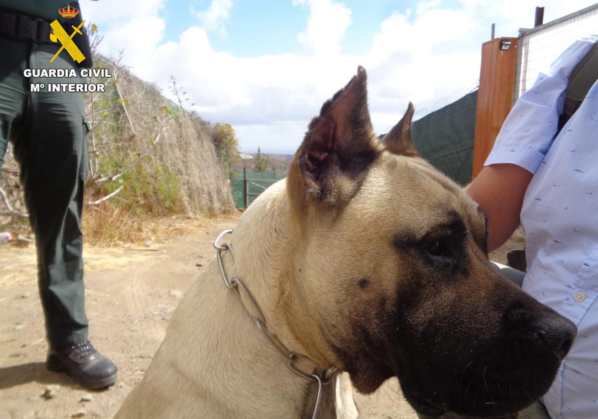 Investigada una veterinaria por cortarle las orejas a tres cachorros de presas canarios