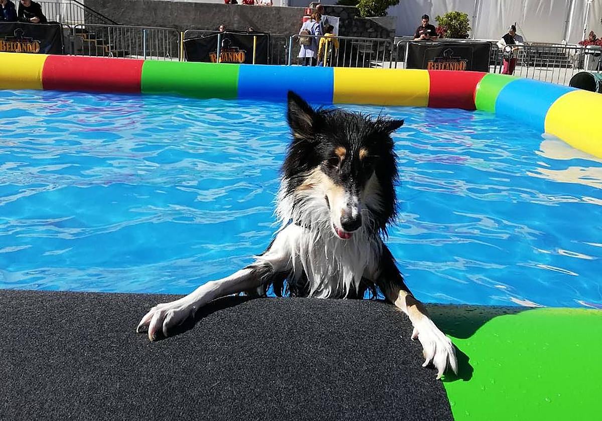 Animundo arranca este fin de semana en Infecar