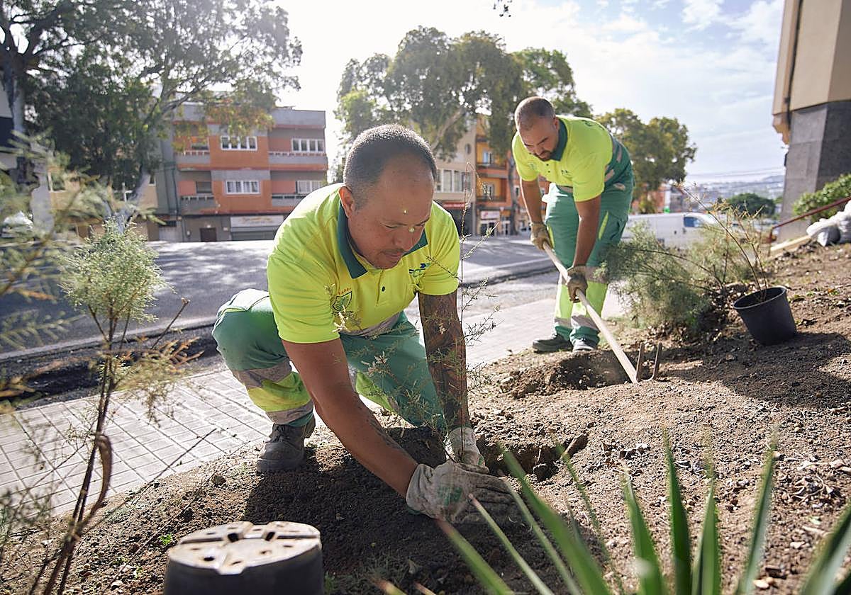 Operarios plantando tarahales este miércoles en el parque del barrio.