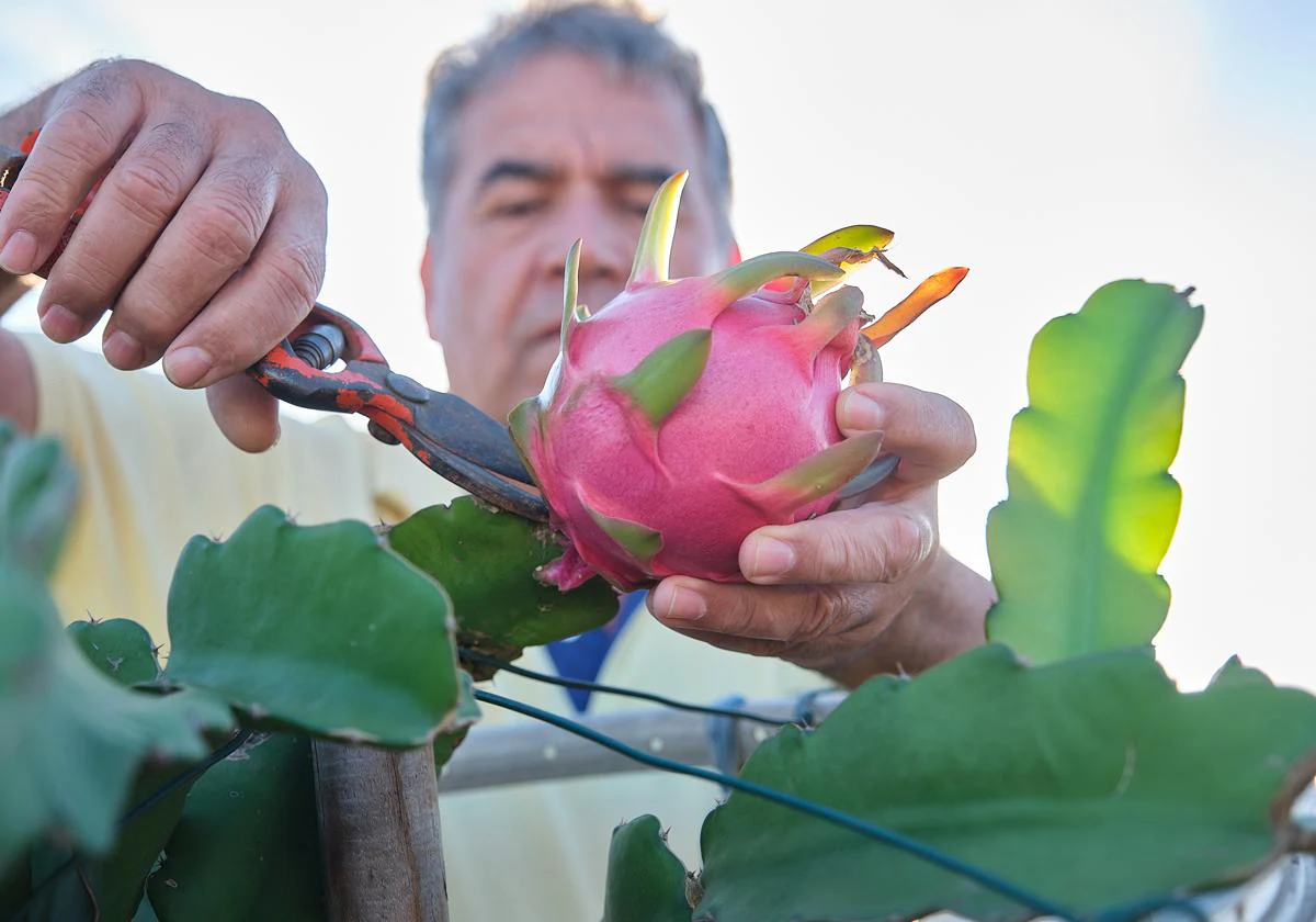Carlos Rodríguez González, coleccionista de pitayas, corta una fruta de la Undata, la más común y de la que tiene una docena de variedades.