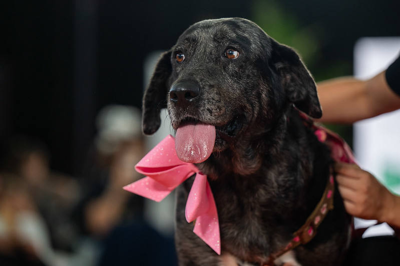 El primer día de Animundo, en imágenes
