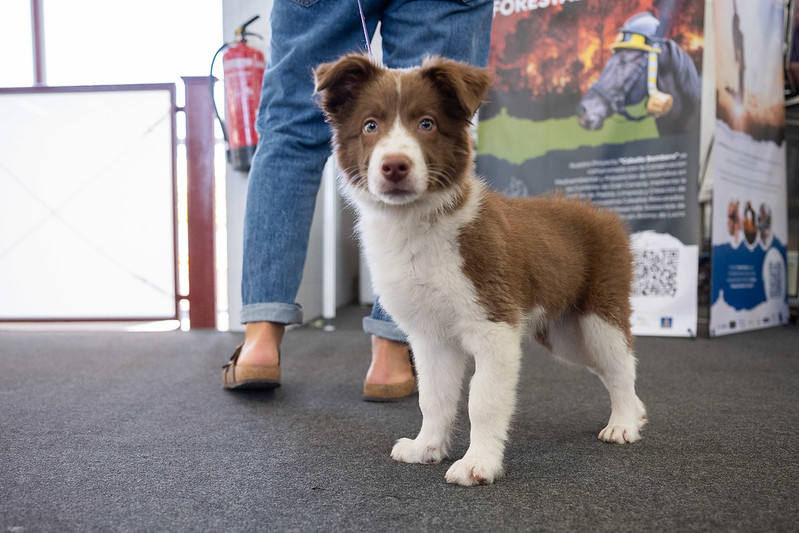 El primer día de Animundo, en imágenes