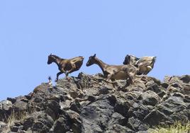 Un grupo de cabras corre por los riscos del oeste de la isla huyendo durante una apañada.