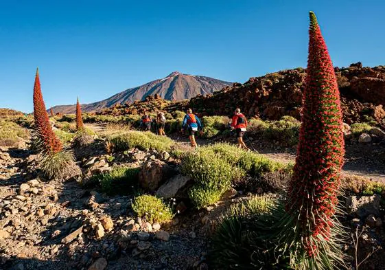 Tenerife Bluetrail se incorpora a la familia de las UTMB World Series.