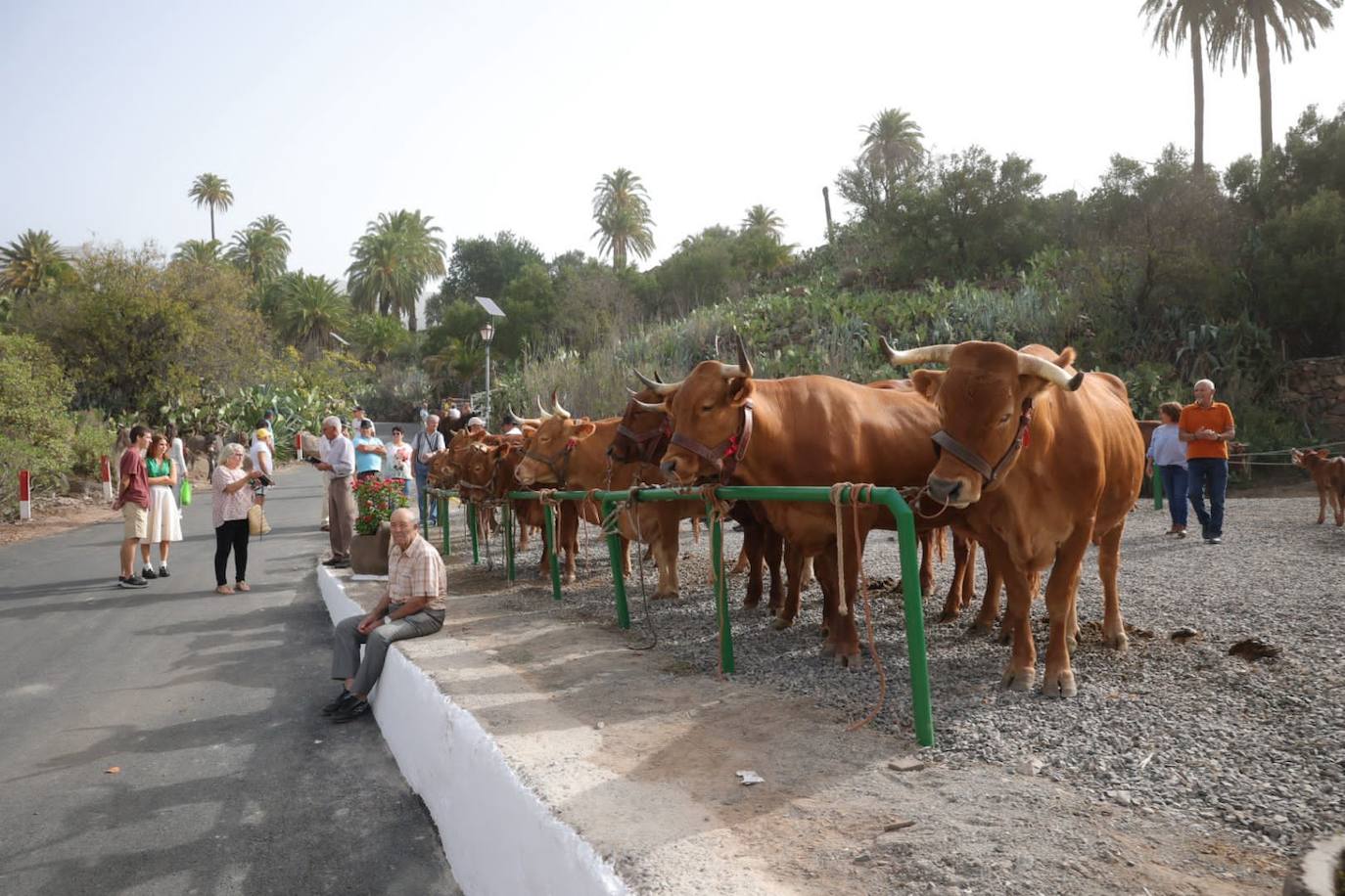 Las Fiestas de Santa Lucía, en imágenes
