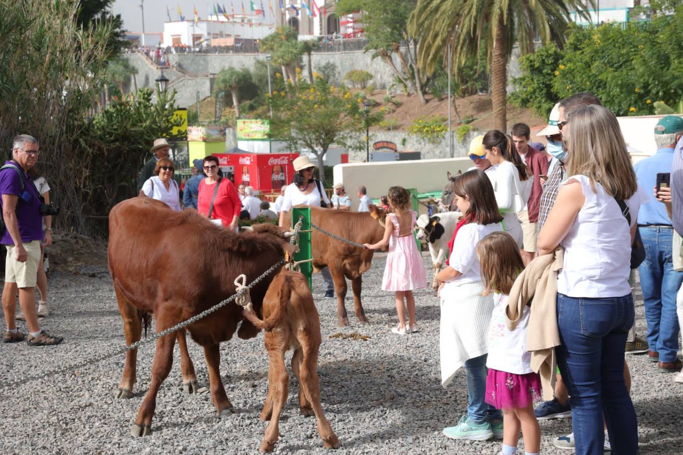 Las Fiestas de Santa Lucía, en imágenes