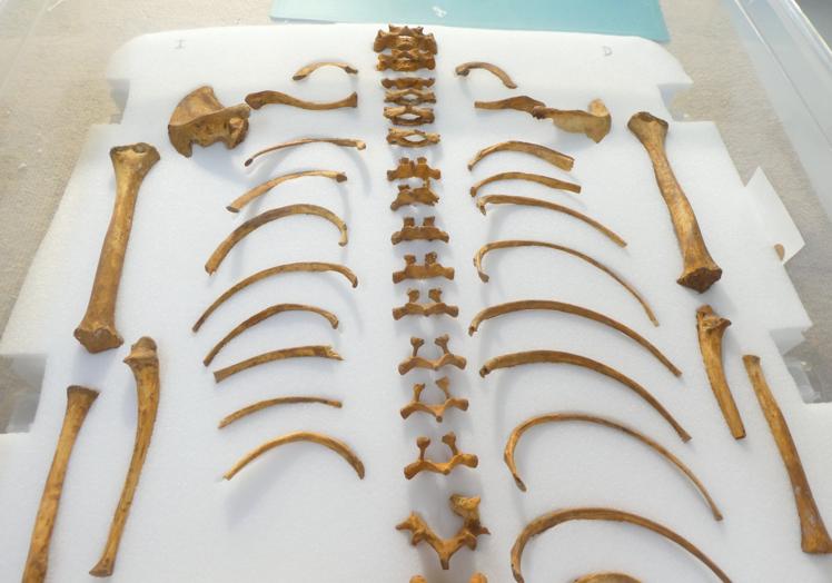 Trabajos de embalaje y conservación de los restos óseos de la Cueva de Villaverde, en el municipio de La Oliva.