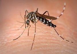 Imagen de un mosquito Aedes Aegypti.
