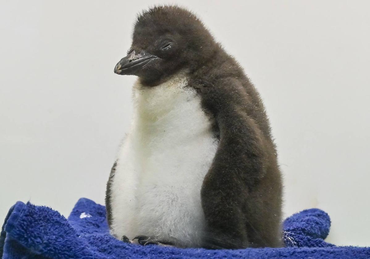 Seis nuevos pingüinos han nacido en el mundo antártico de Loro Parque