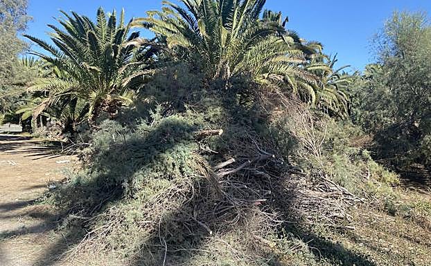 Los trabajos iniciados incluyen la poda de los tarajales y la retirada de las hojas de palmera secas. 