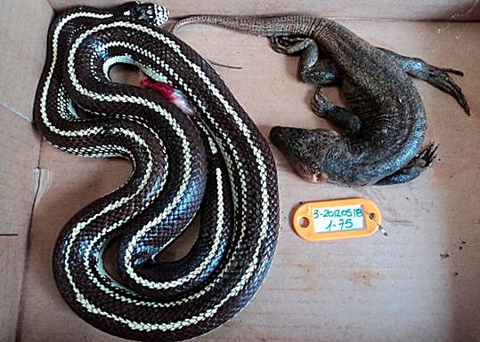 Una serpiente capturada tras haberse comido a un lagargo gigante de Gran Canaria. 