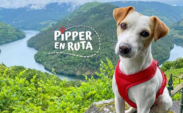 'Pipper', el protagonista de esta nueva aventura de La 2. 
