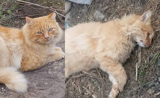 PACMA denuncia el presunto envenenamiento de gatos en la capital grancanaria