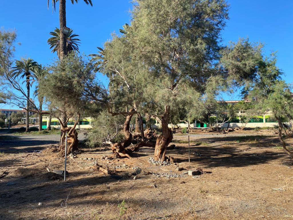 Fotos: Culmina el desalojo del palmeral del Oasis