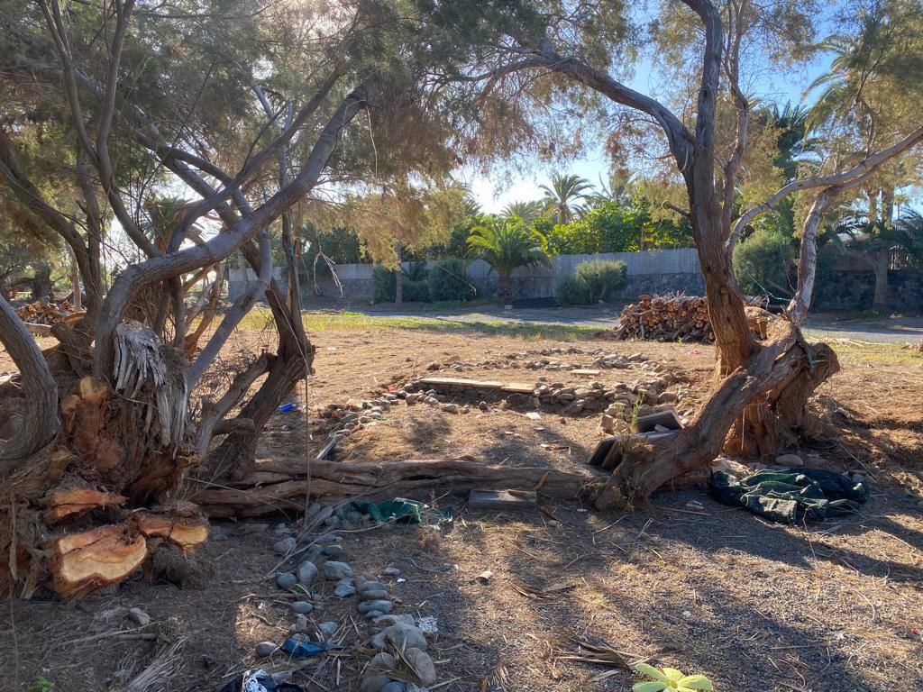 Fotos: Culmina el desalojo del palmeral del Oasis