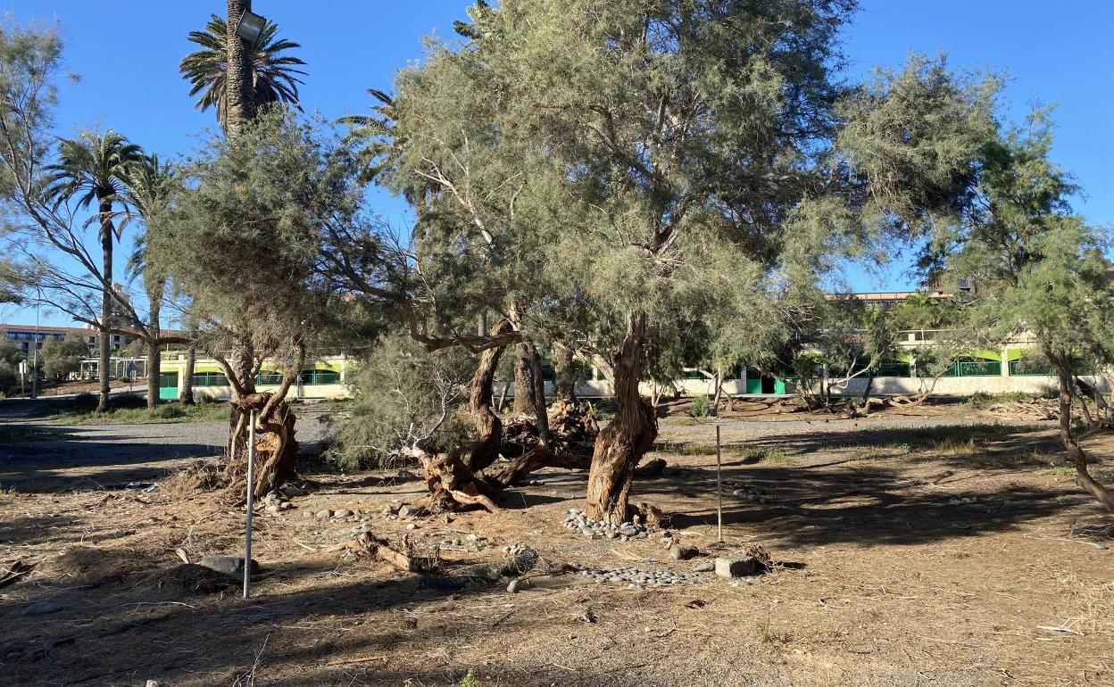 Entre estos tarajales estaban los dos chamizos de Martin Horatiu y Otto Bomberg. 