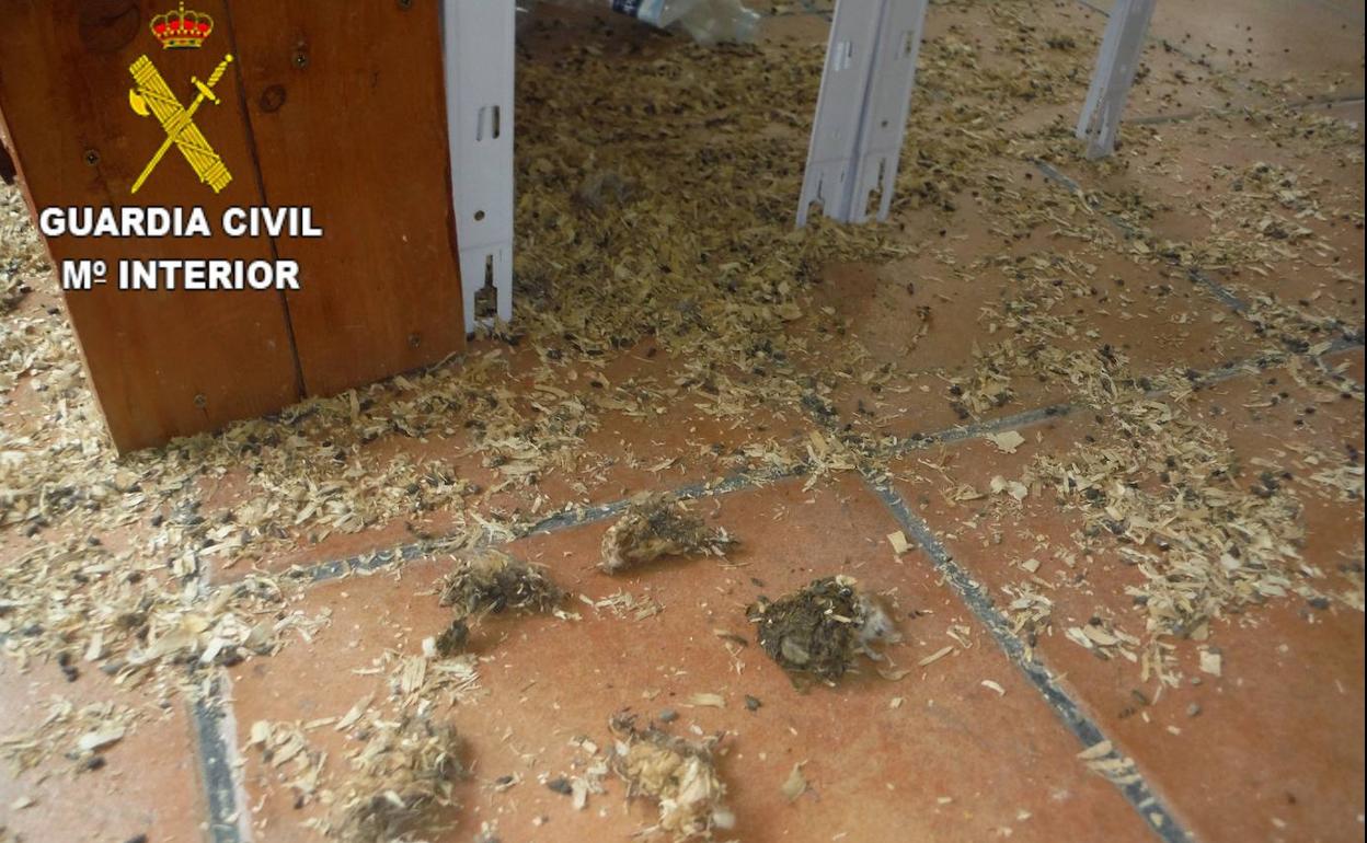 Hallan muertos a varios hámster y conejos en una tienda de mascotas de Tenerife