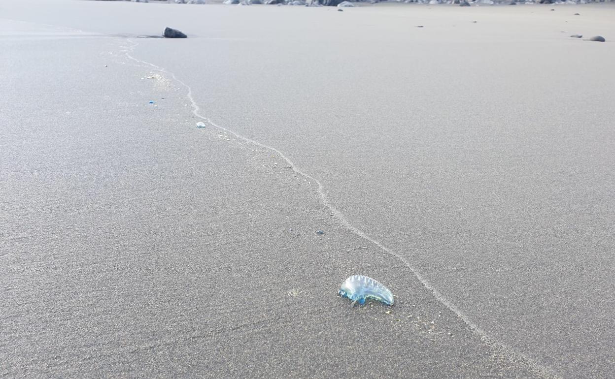 Un espécimen varado en la costa teldense este jueves difundida por el Consistorio. 